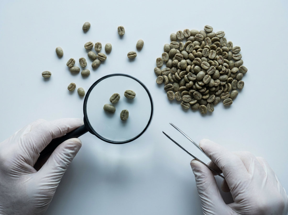 Mold-Free Coffee: What It Is, Why It Matters, and How Specialty Coffee Is Different