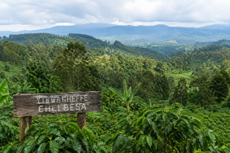 coffee farm landscape of ethiopia yirgacheffe chelbesa