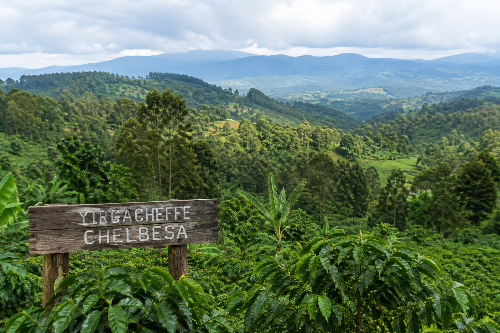 Ardito Riserva Monorigine Ethiopia Yirgacheffe single origin coffee bag packaging with notes of apricot, floral, and honey